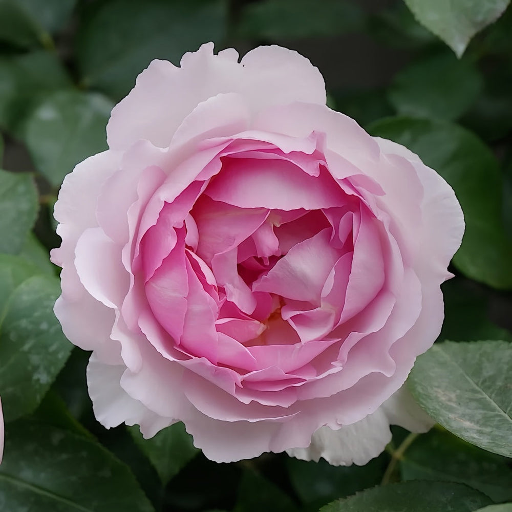 Barba Papa Rose