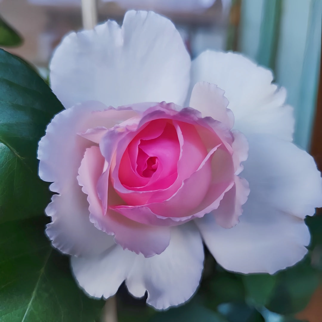 Barba Papa Rose