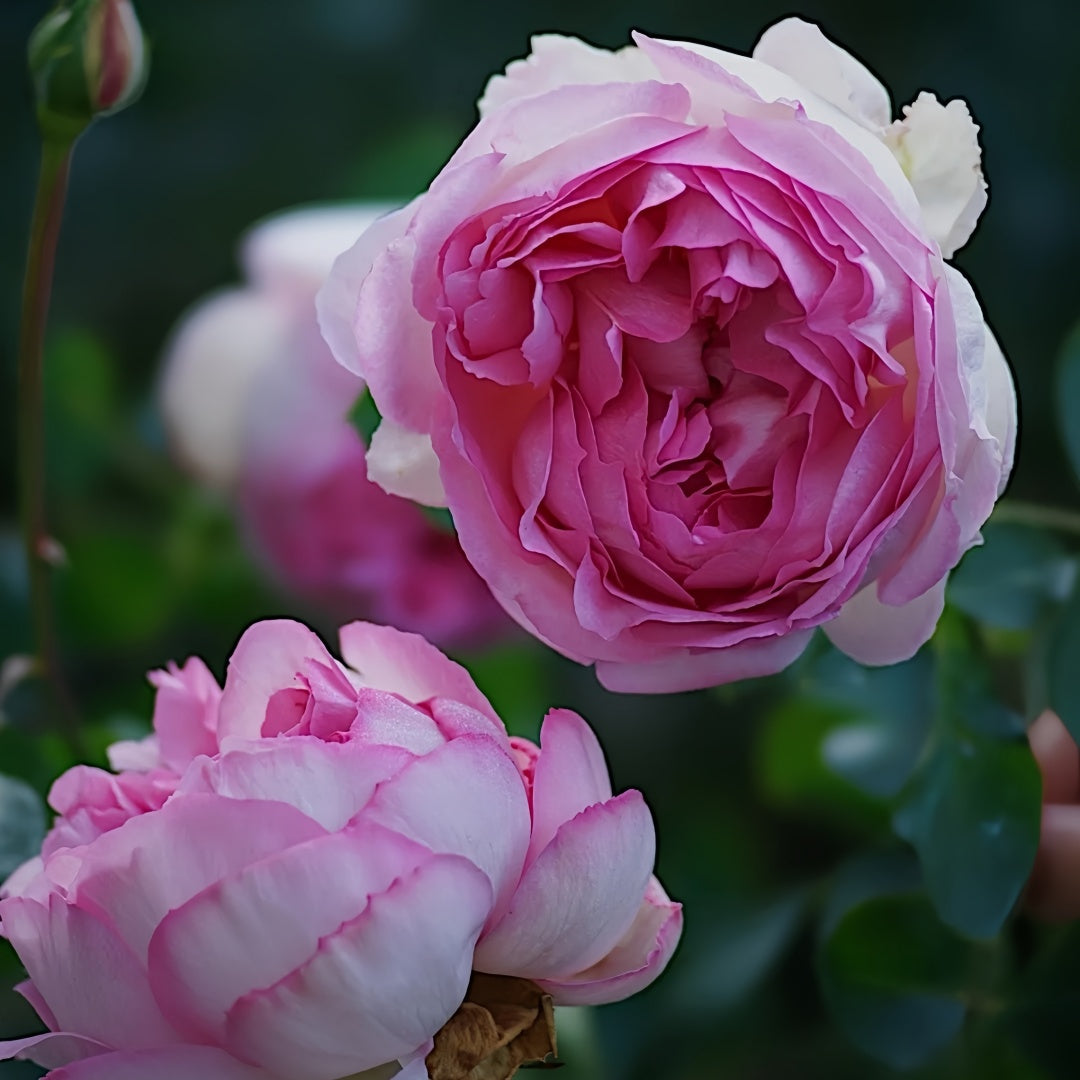 Barba Papa Rose