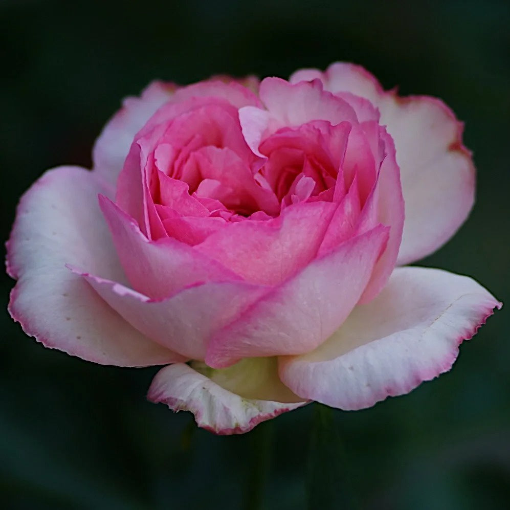 Barba Papa Rose