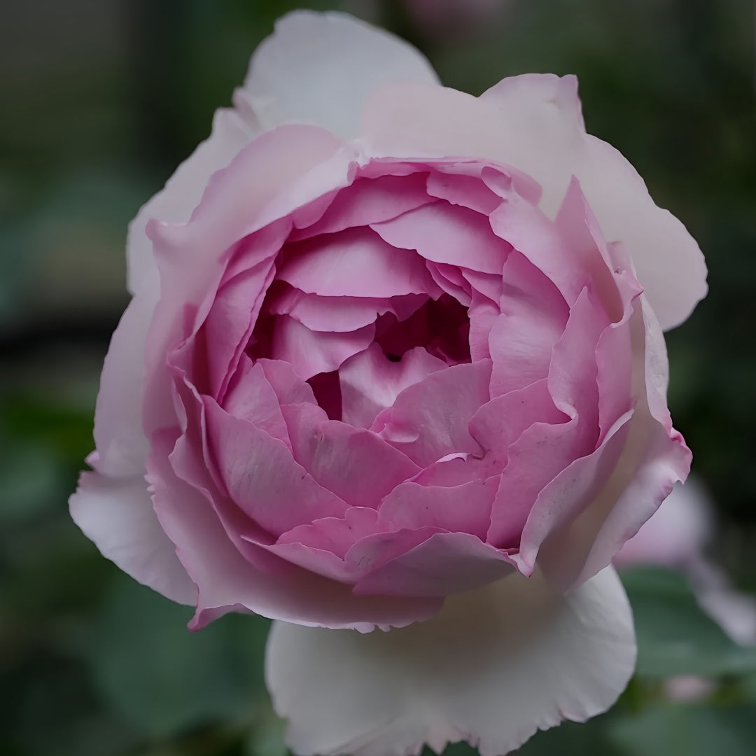 Barba Papa Rose