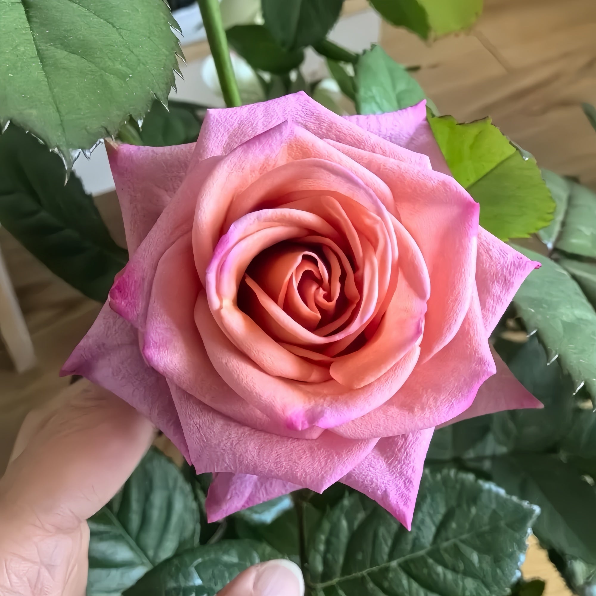 Barista Rose