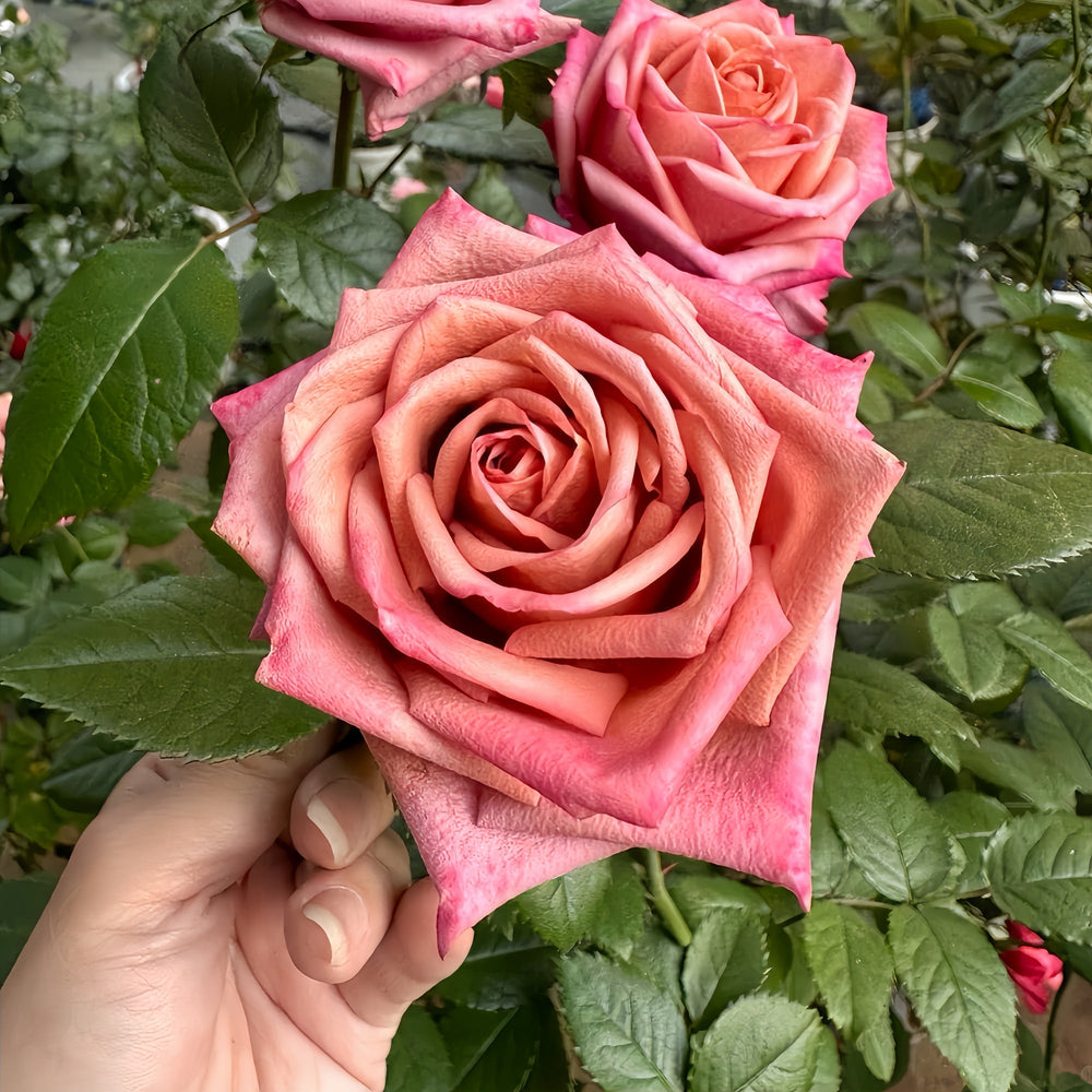 Barista Rose