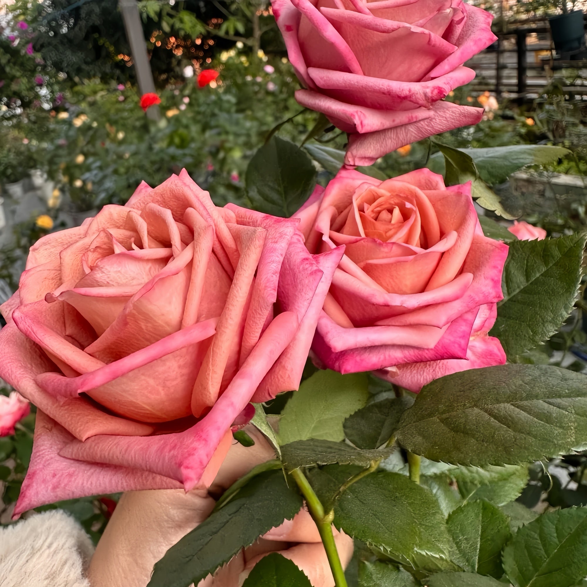 Barista Rose
