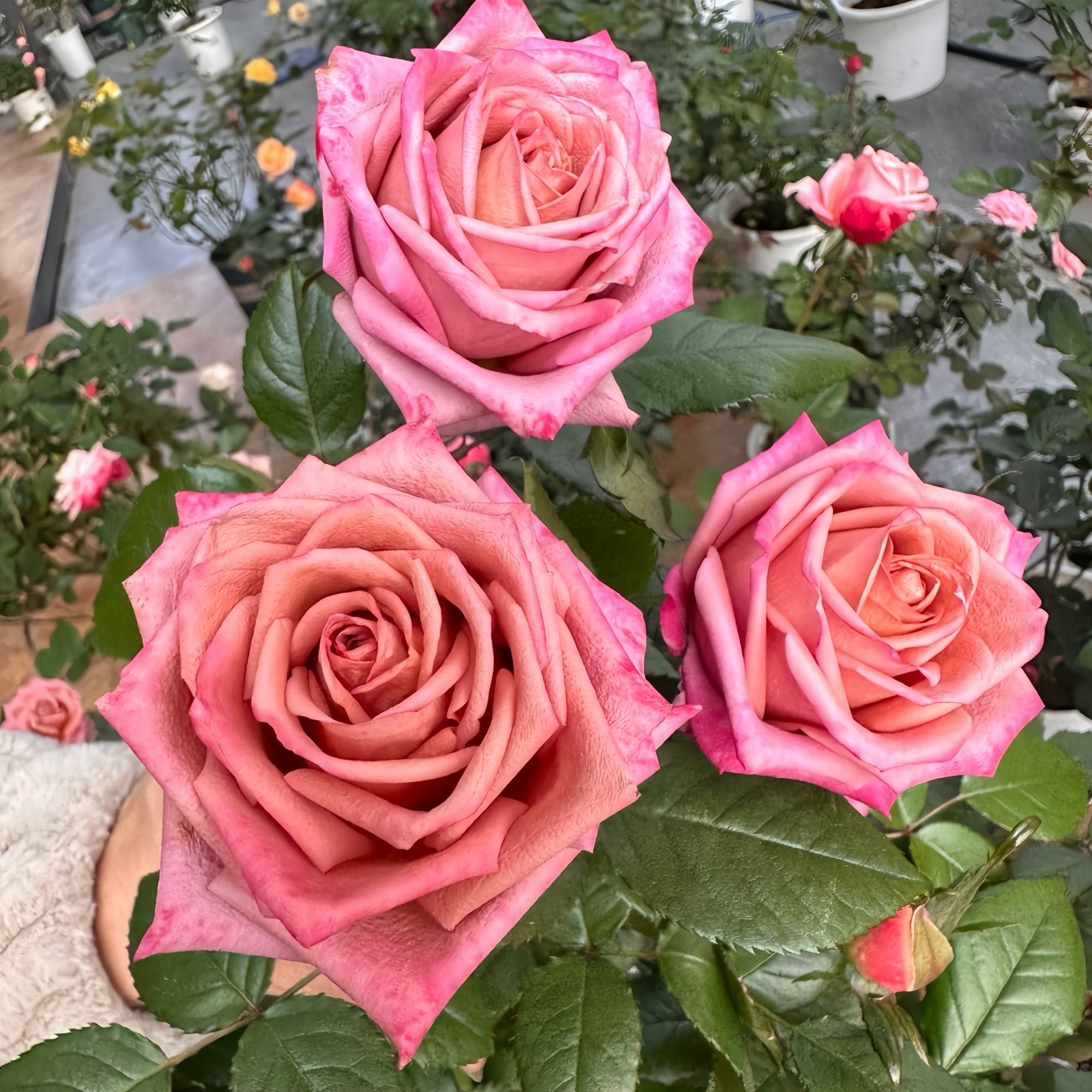 Barista Rose