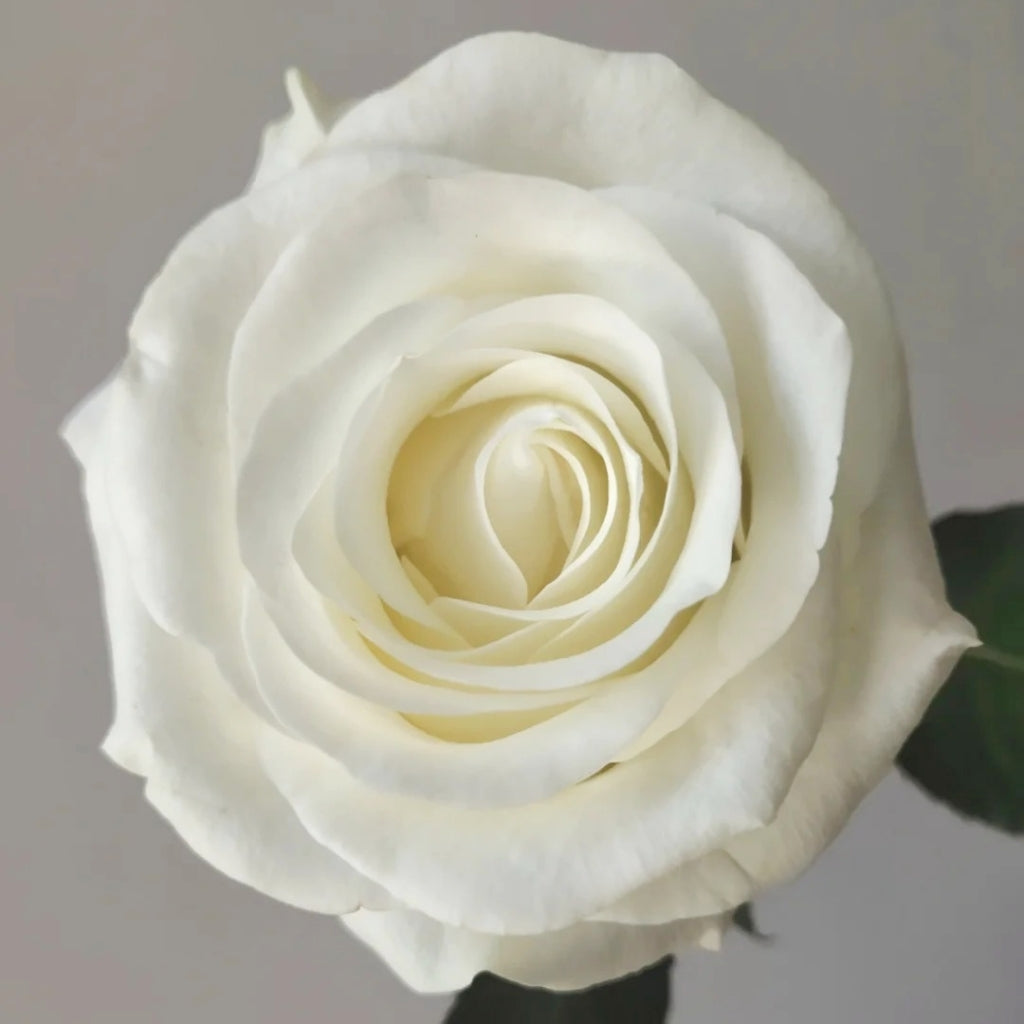 Beluga Rose