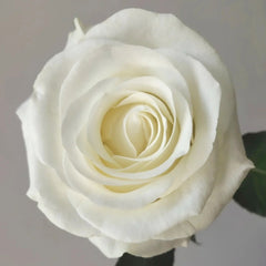Beluga Rose