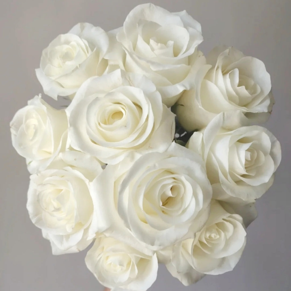 Beluga Rose