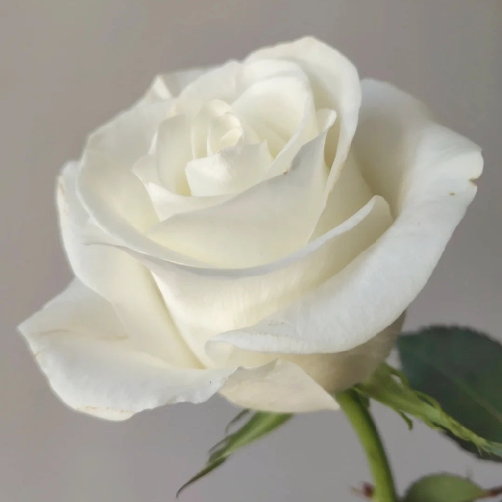 Beluga Rose