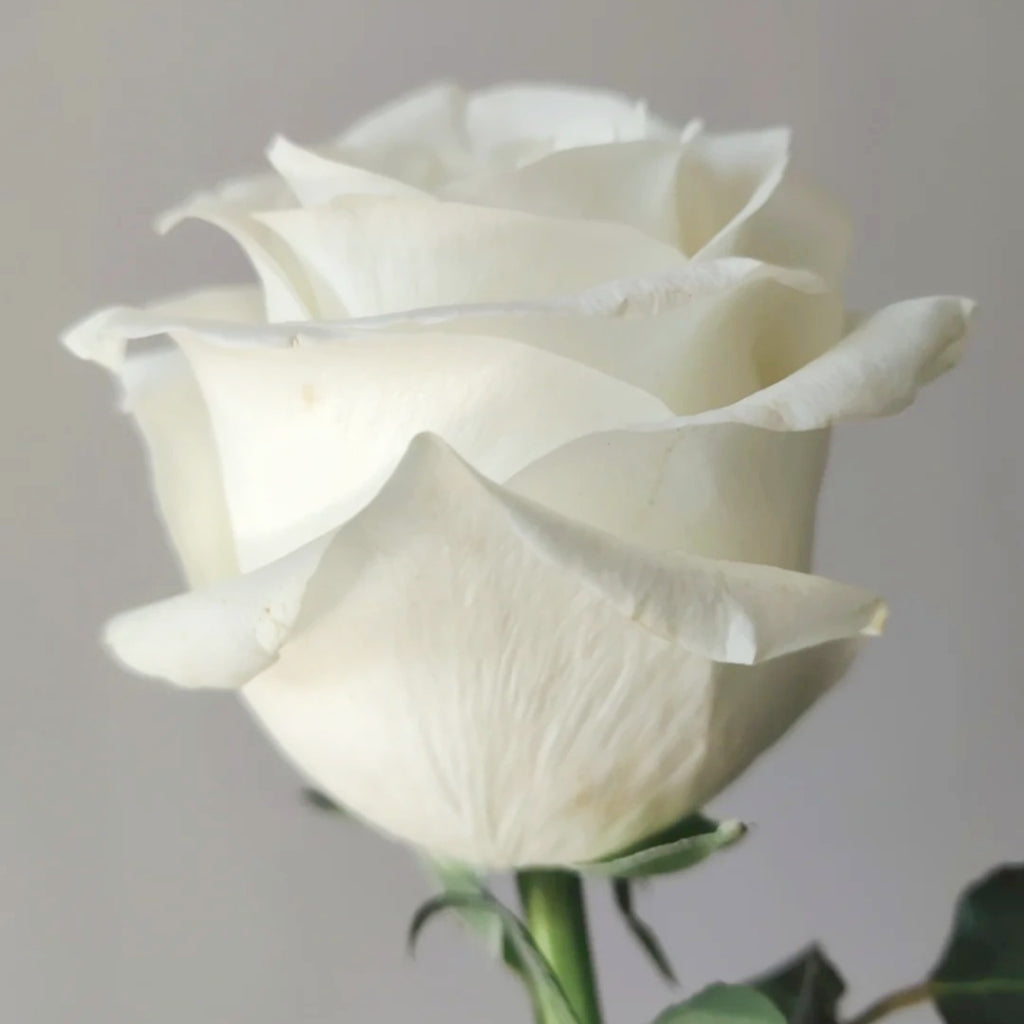 Beluga Rose