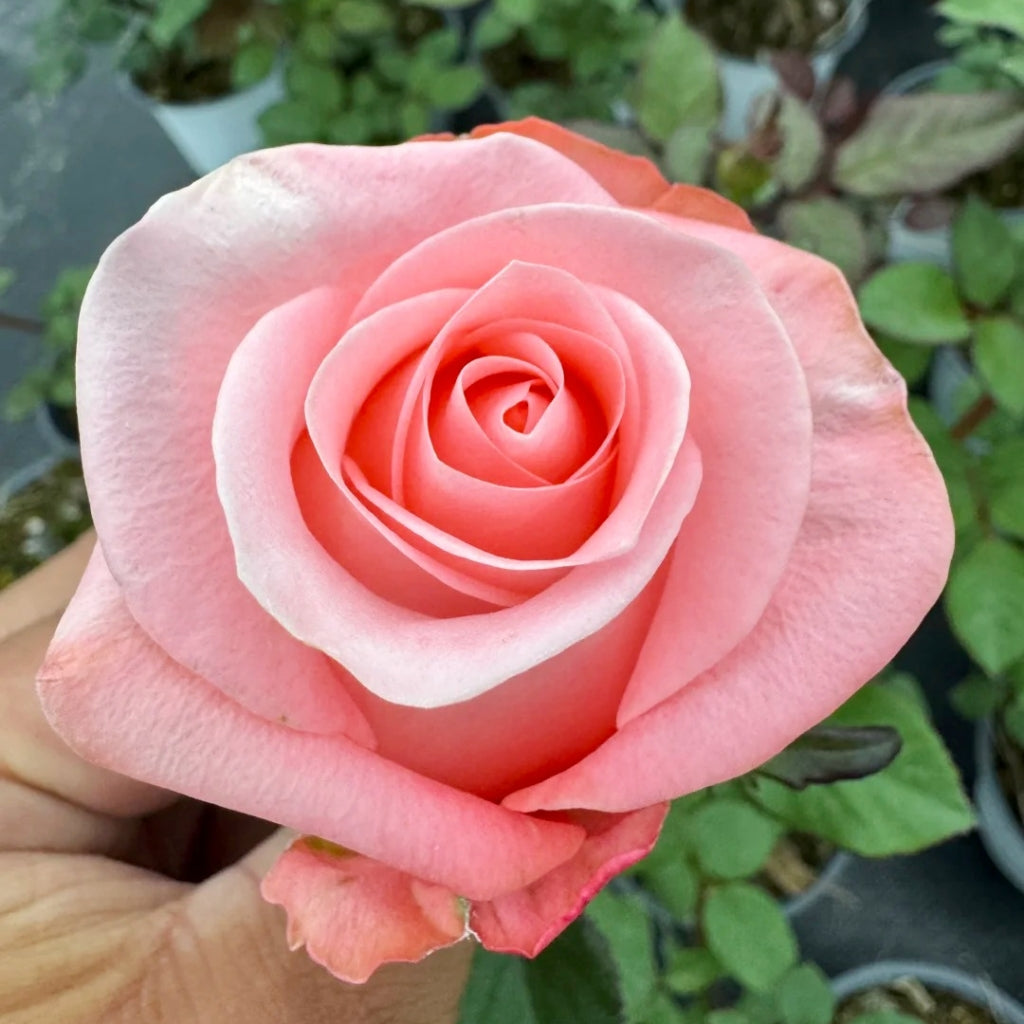 Big Girl Rose