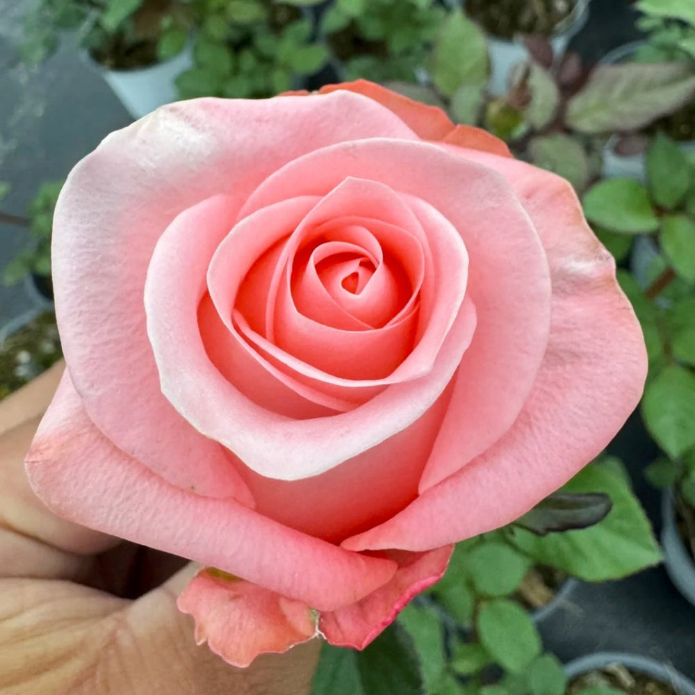 Big Girl Rose