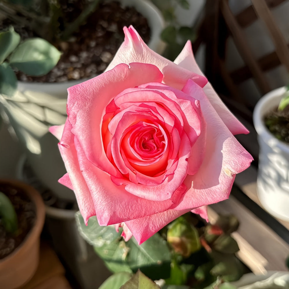 BouLevard Rose