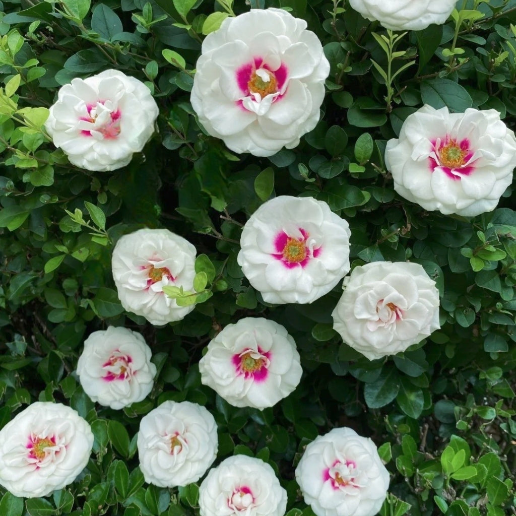 Brideside Rose