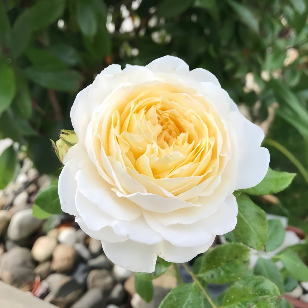 CIaire Austin Rose