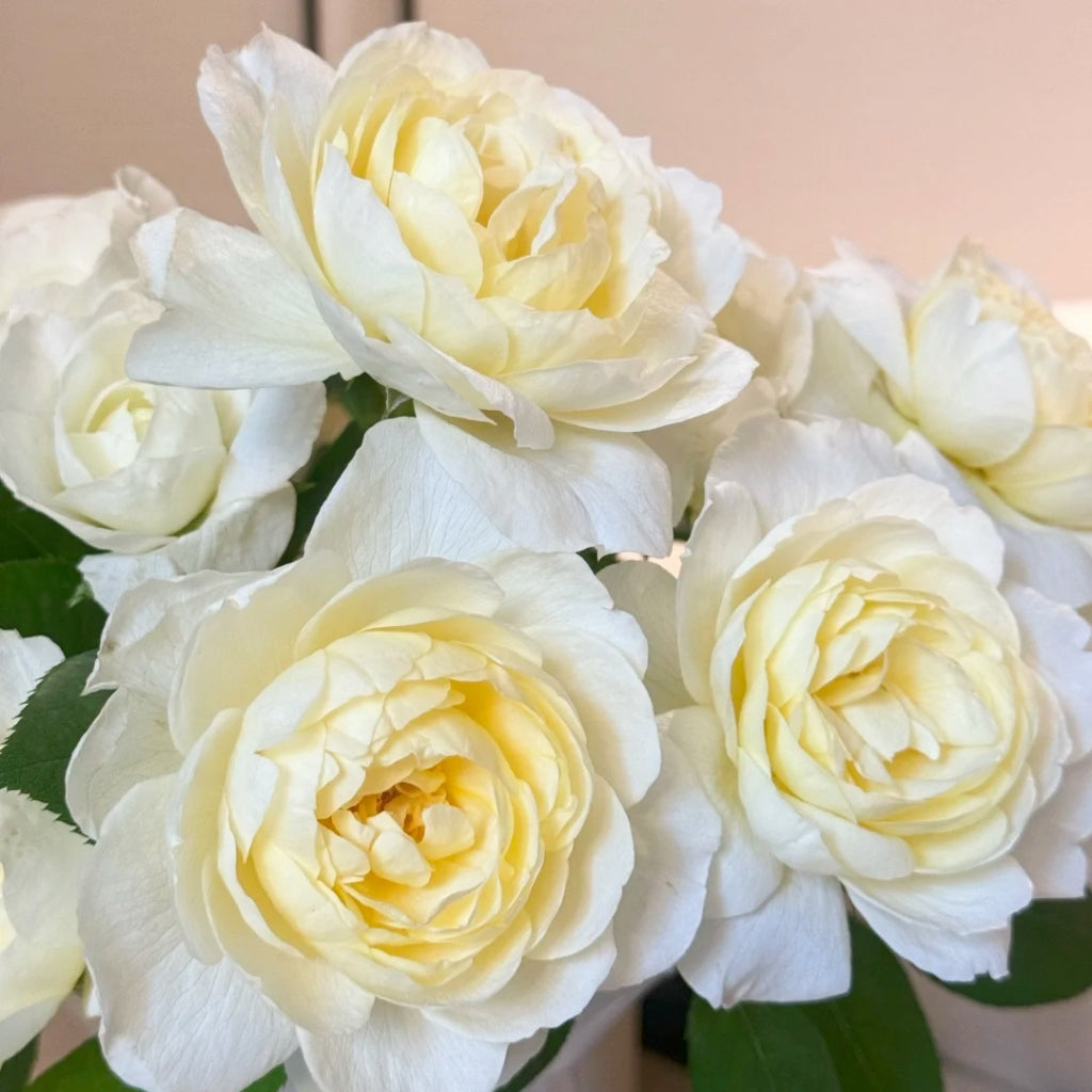 Claire Austin Rose