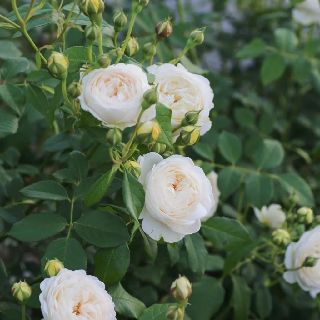 Claire Austin Rose