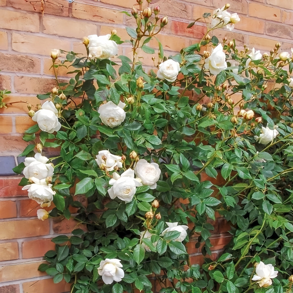 Claire Austin Rose