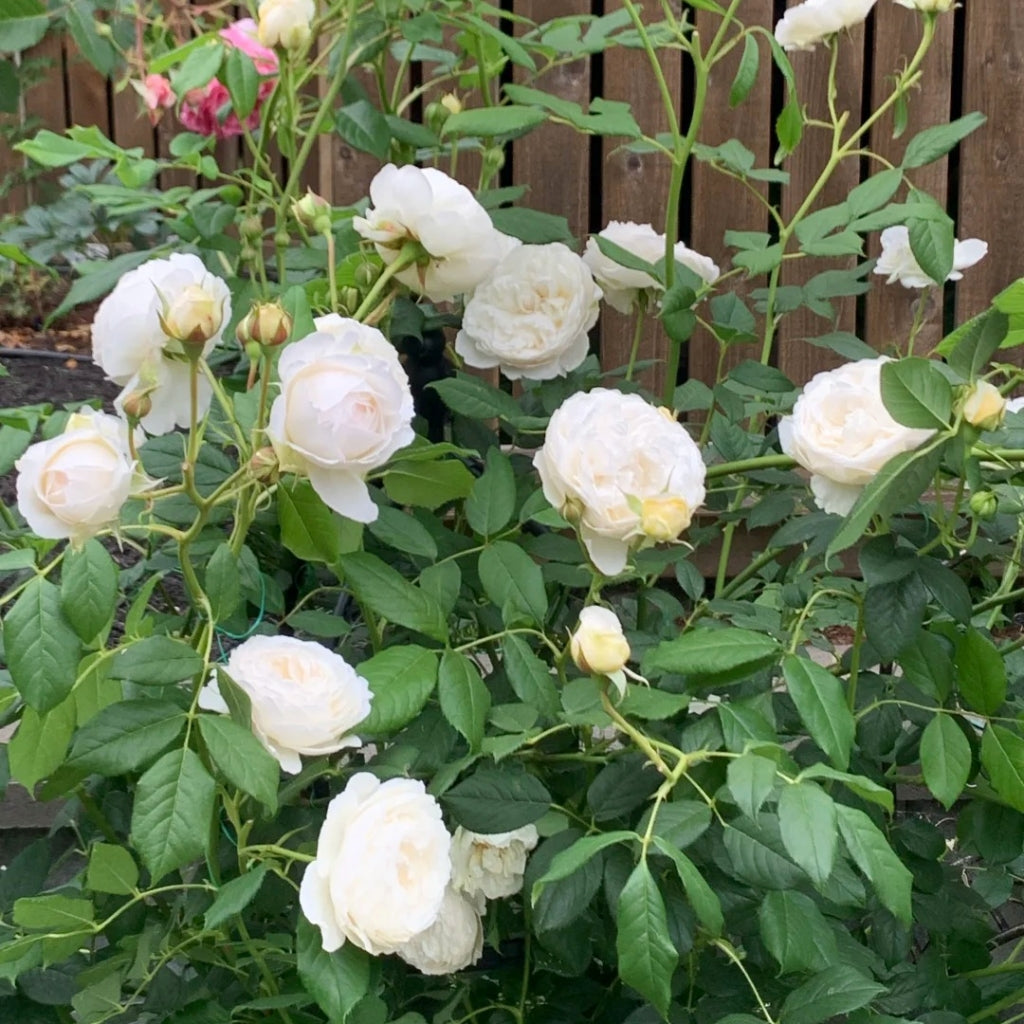 Claire Austin Rose