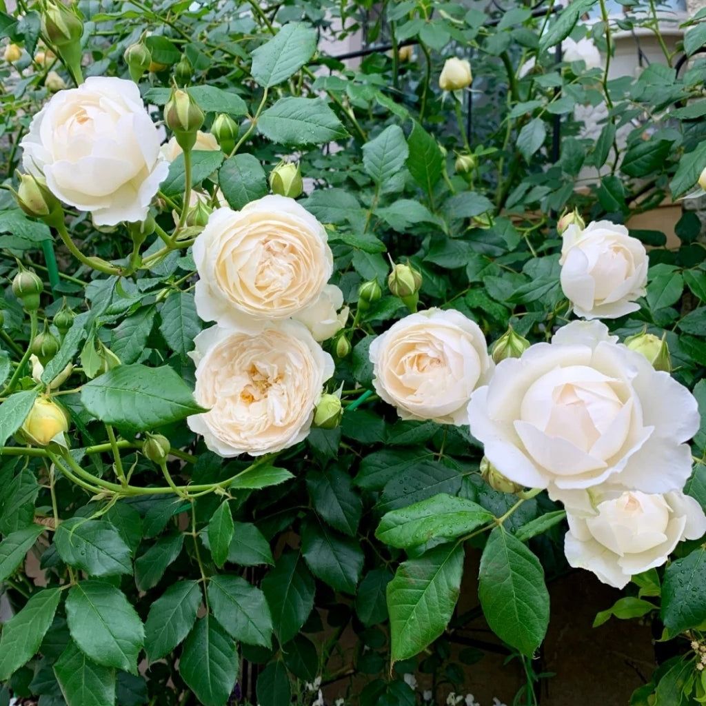 Claire Austin Rose