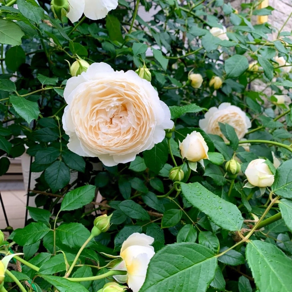 Claire Austin Rose