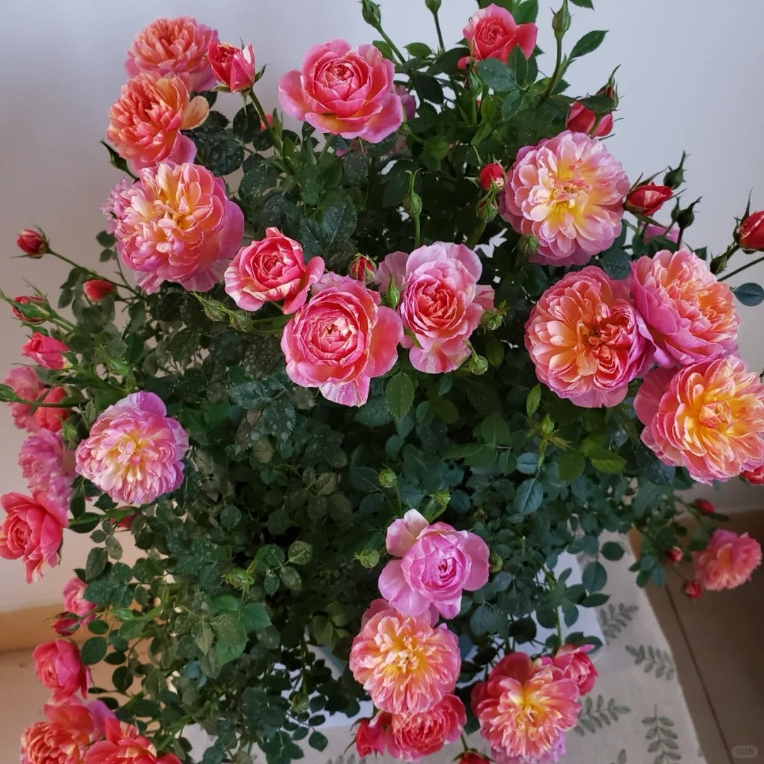 CacheCacheRose