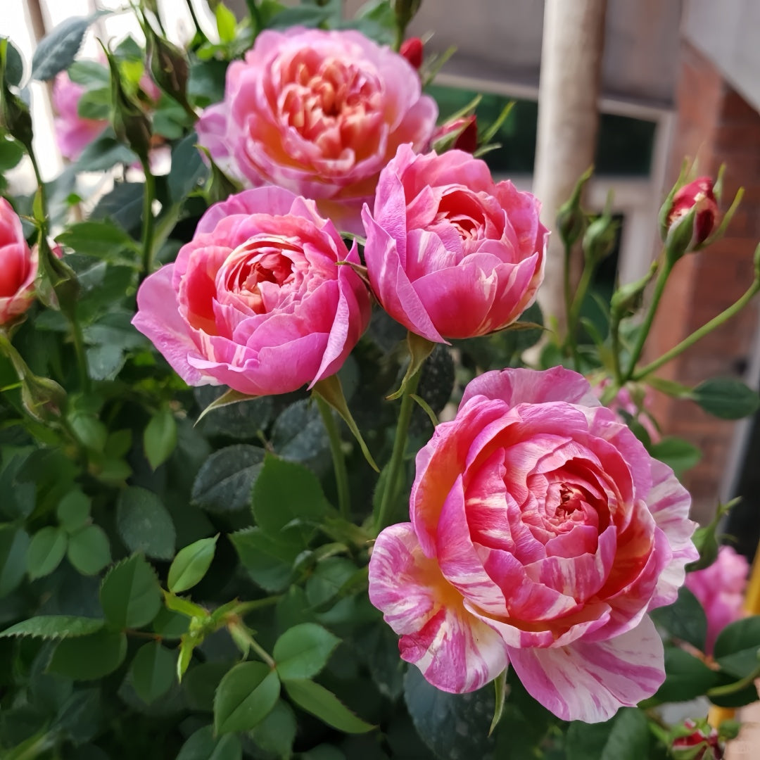 CacheCacheRose