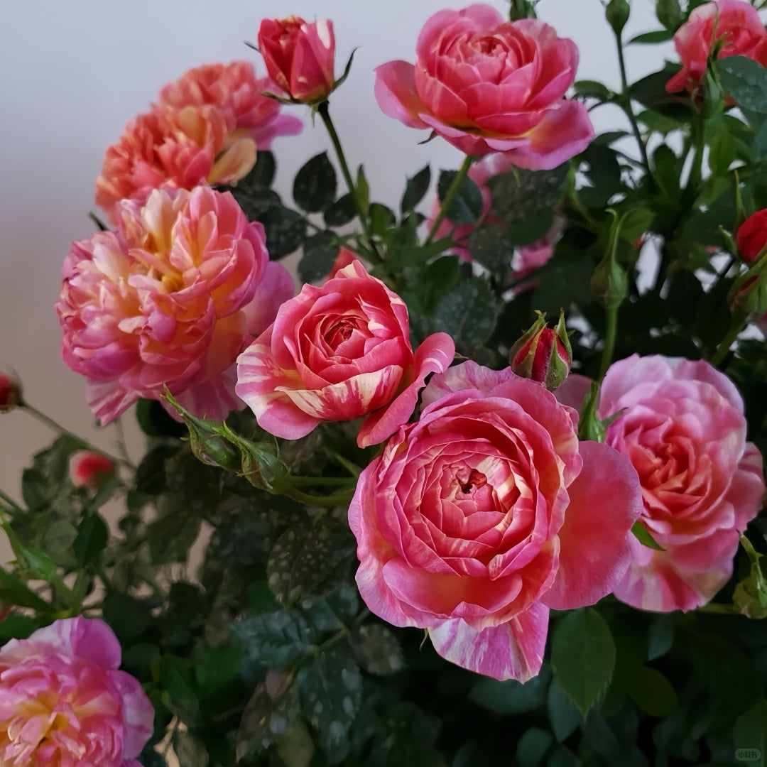 CacheCacheRose