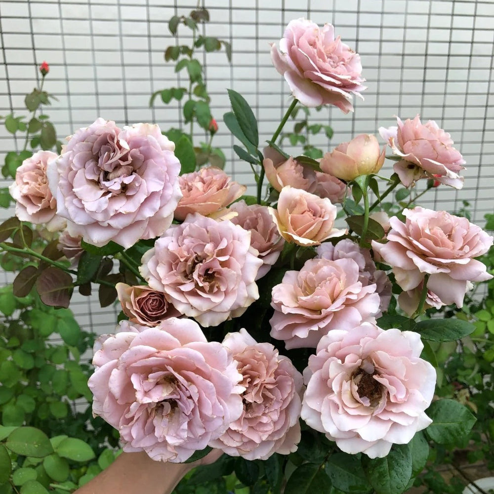 Caffe Latte Rose