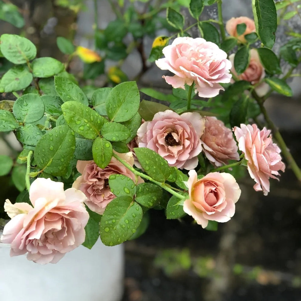 Caffe Latte Rose