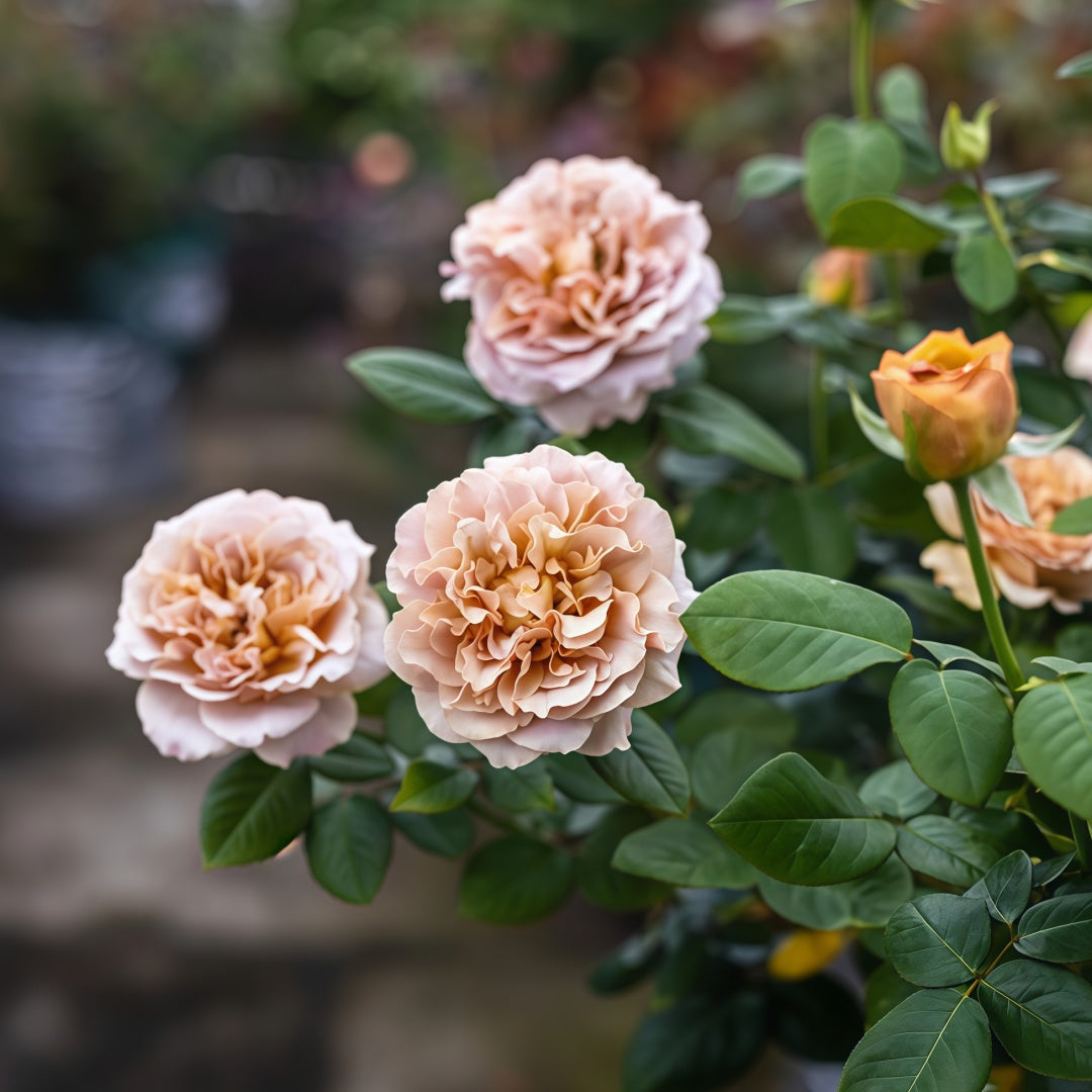 Caffe Latte Rose