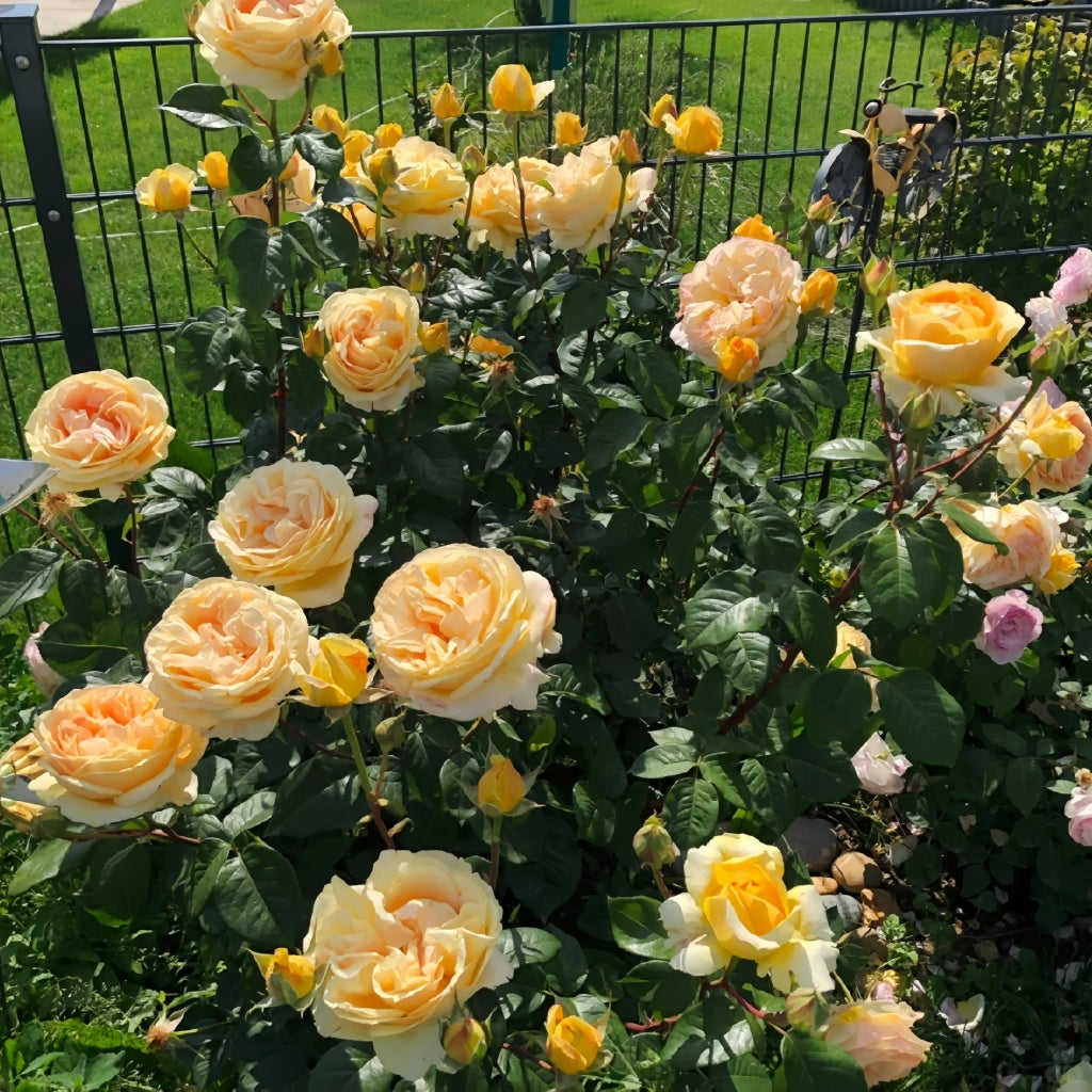 Candlelight Rose