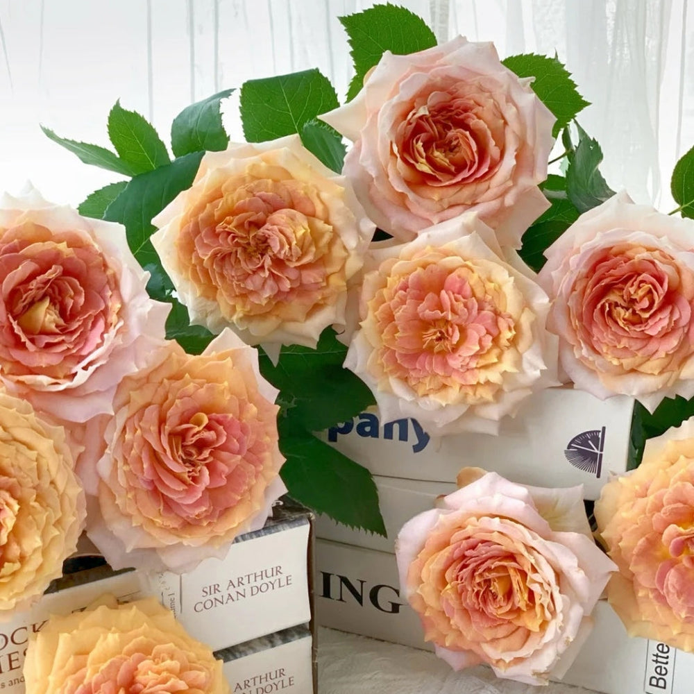 Candy Antique Rose