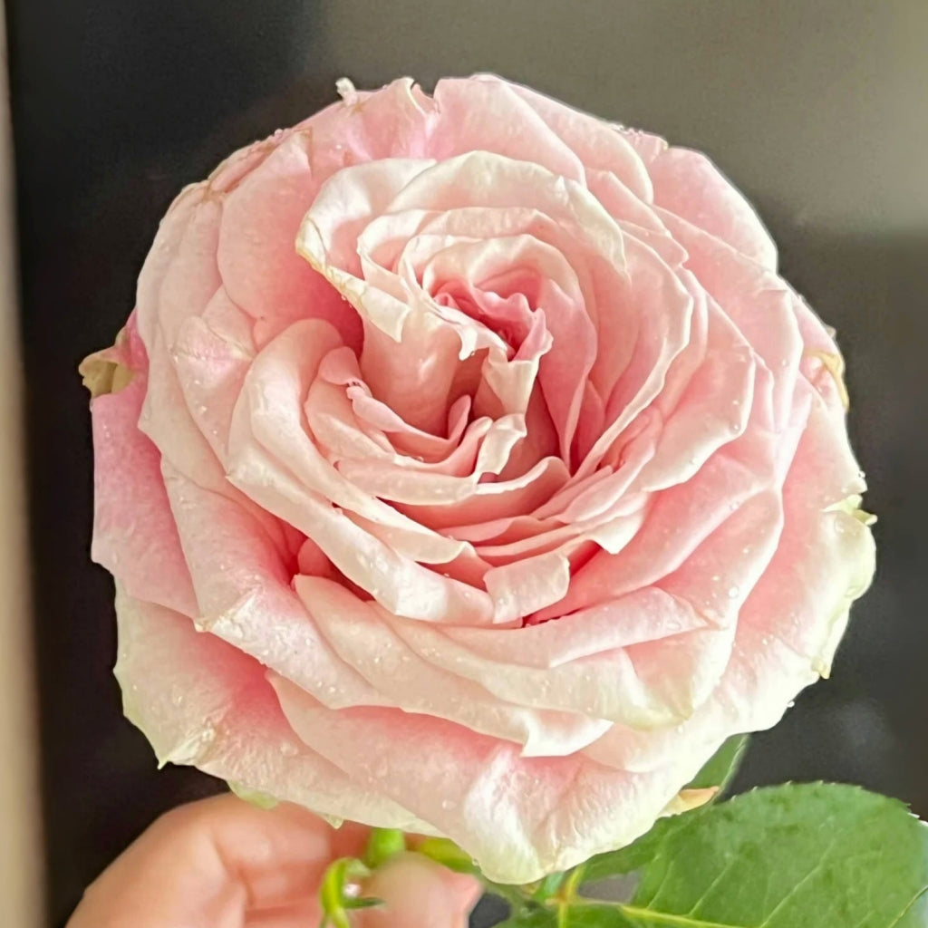 Candy Horizon Rose