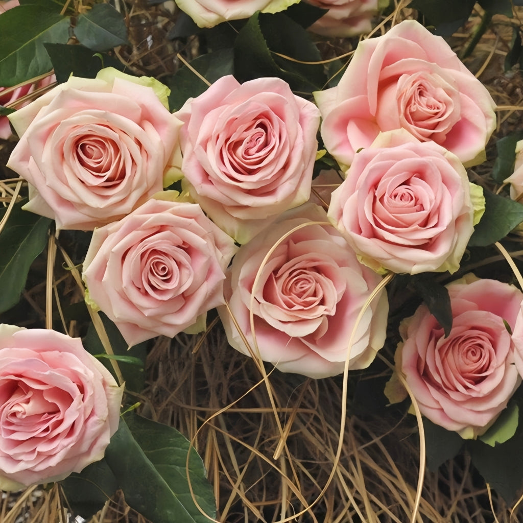 Candy Horizon Rose