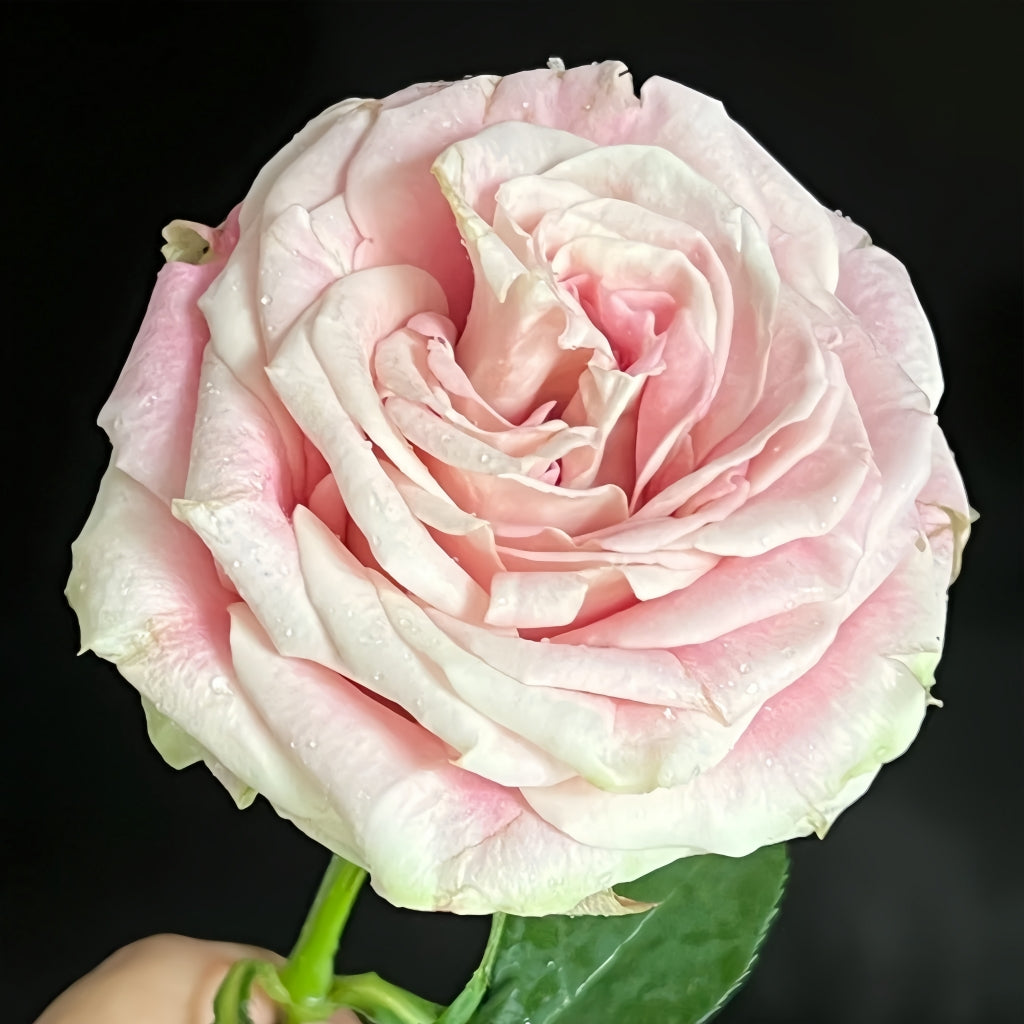 Candy Horizon Rose