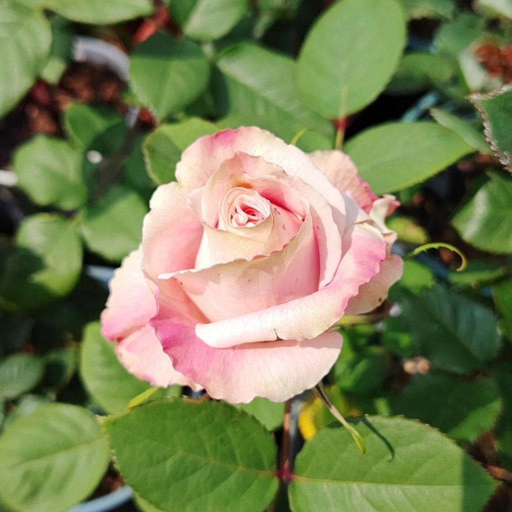 Candy Horizon Rose