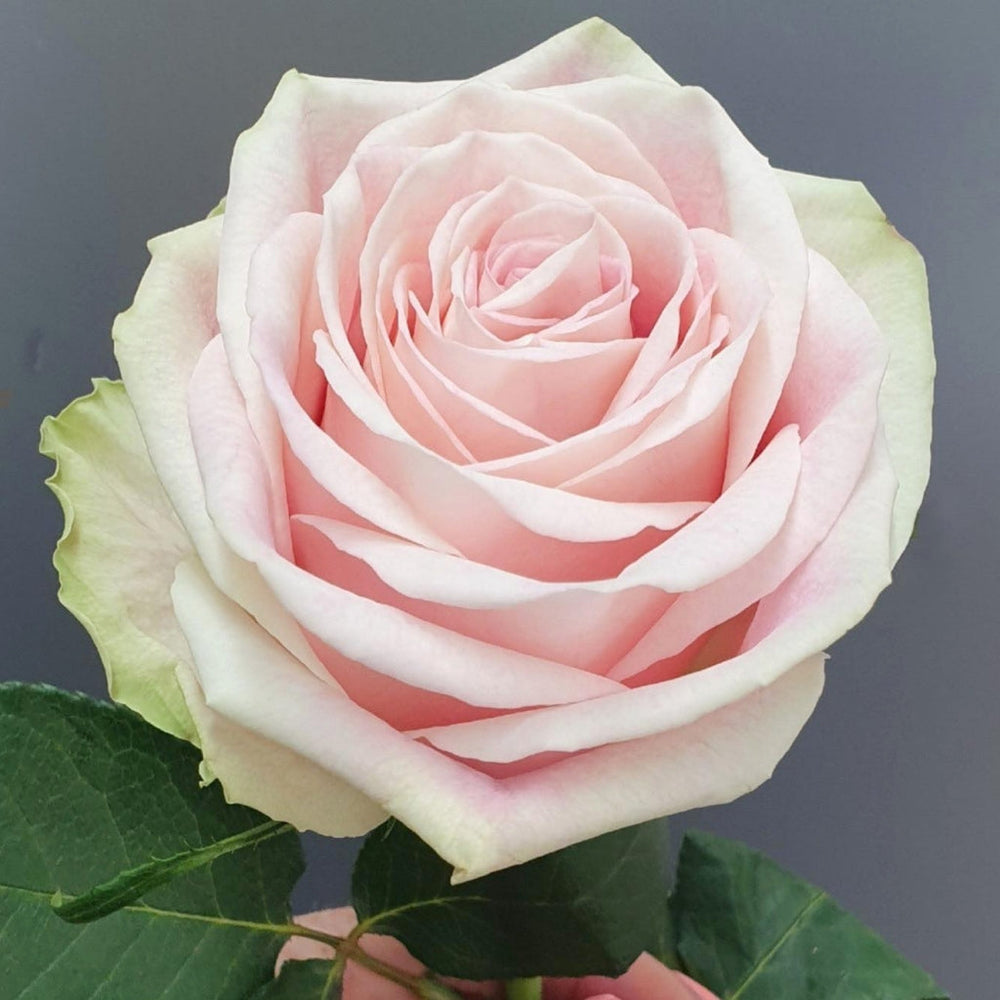 Candy Horizon Rose
