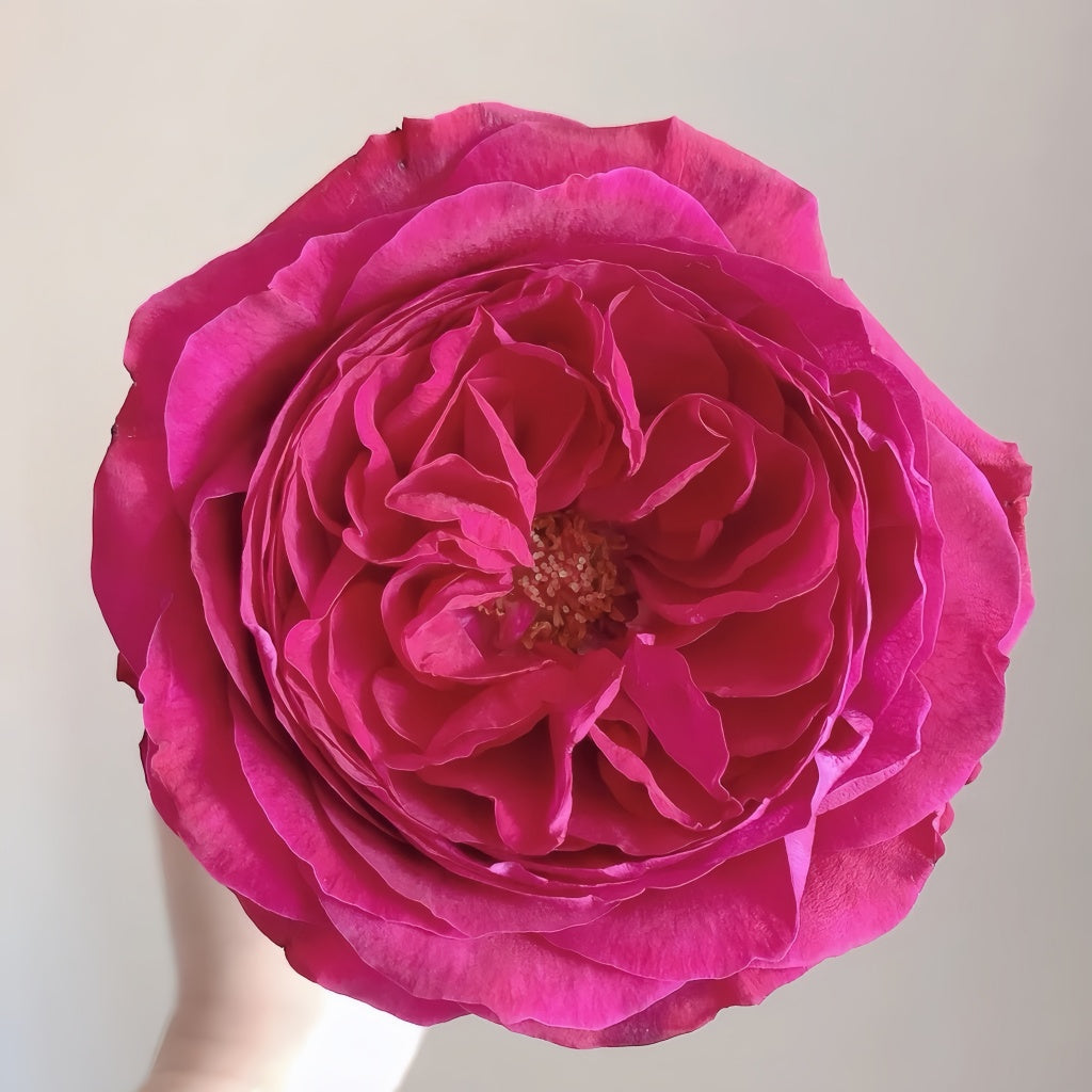 Capability Rose