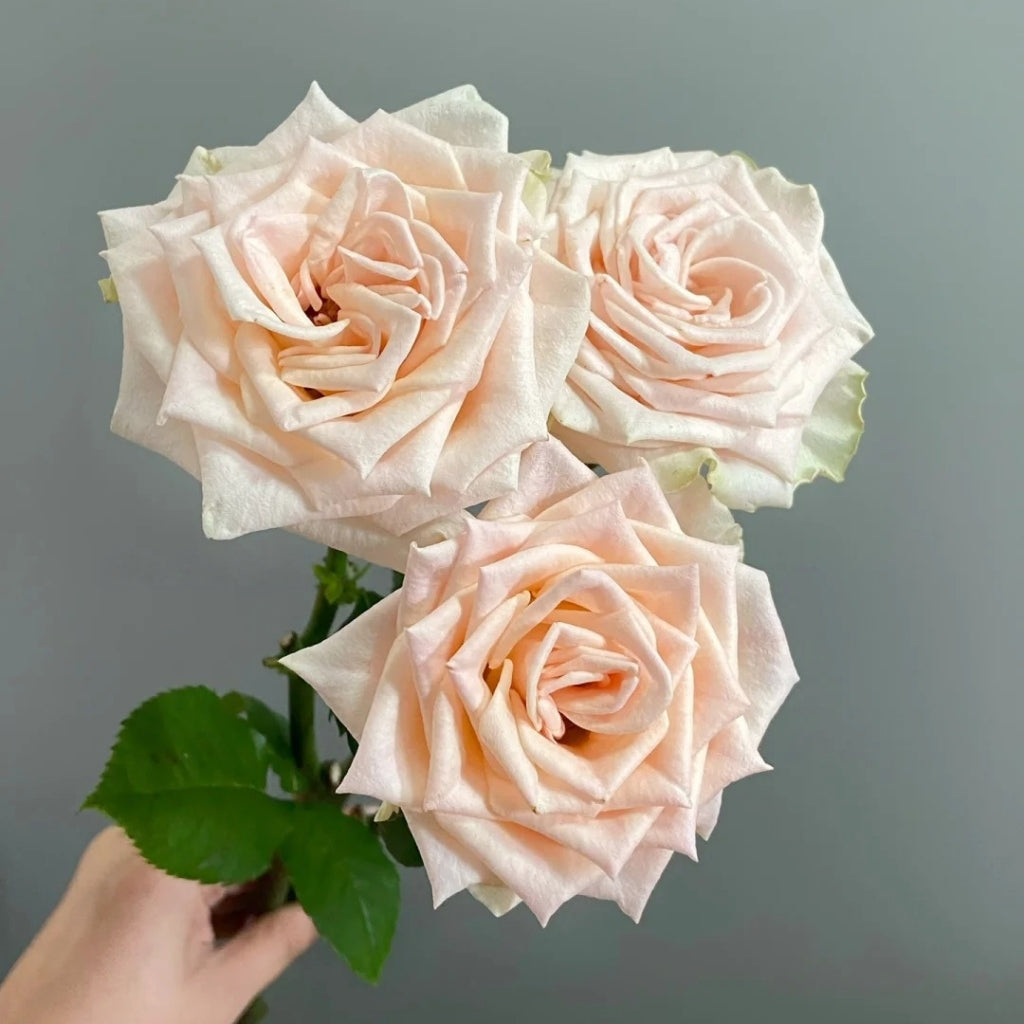 Capodimonte Rose