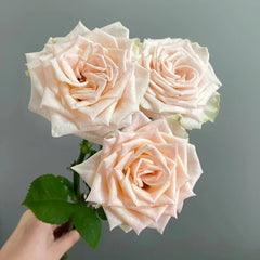 Capodimonte Rose