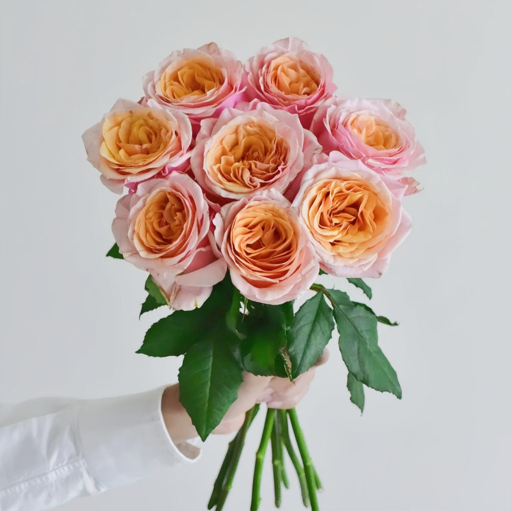 Caputure Rose