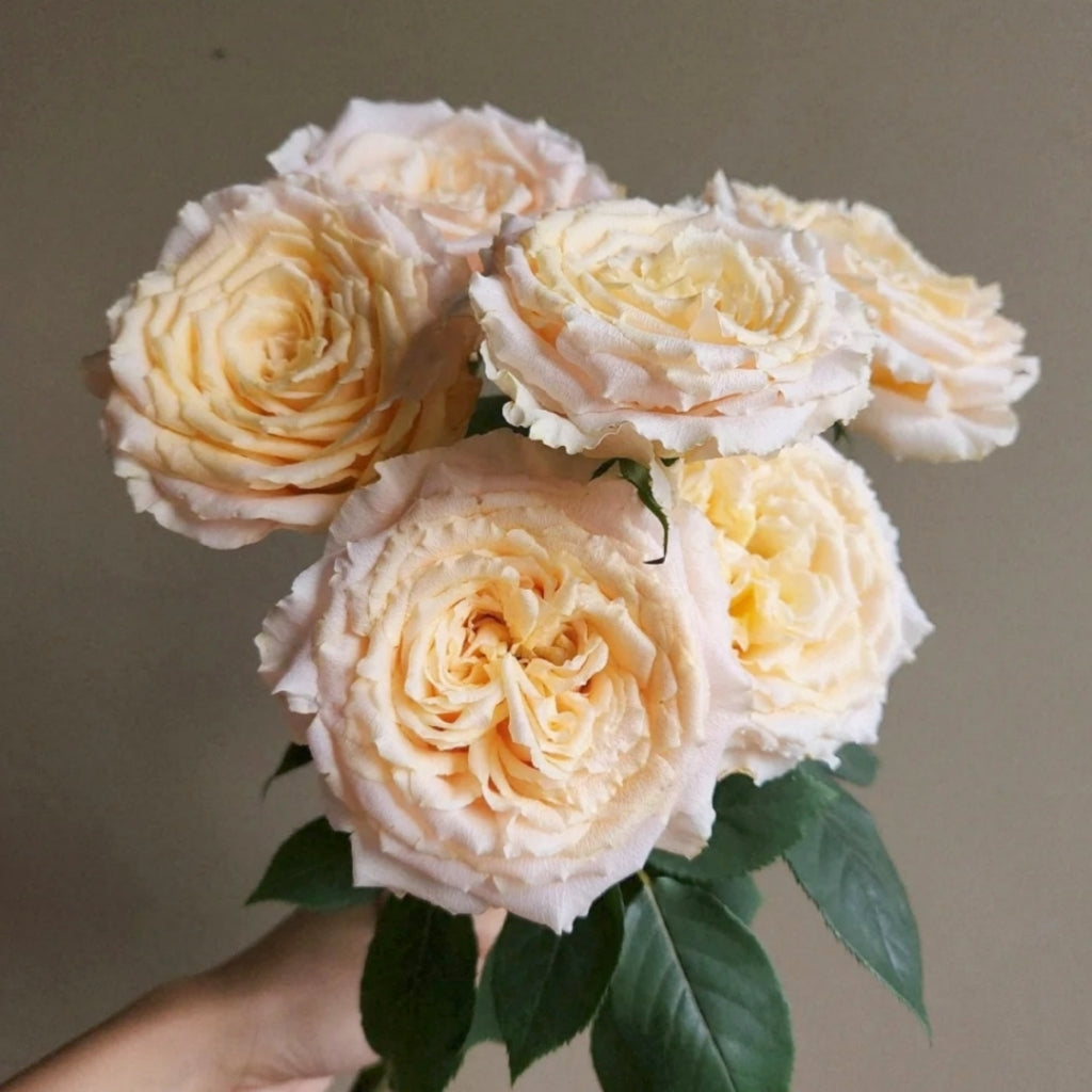 Caraluna Rose