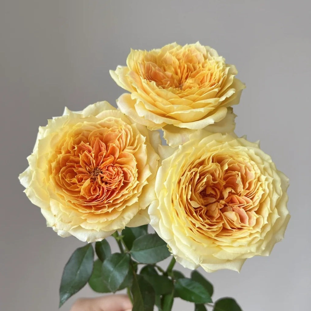 Freelander Rose Caramel Antike Freelander Rose – Muse Roses