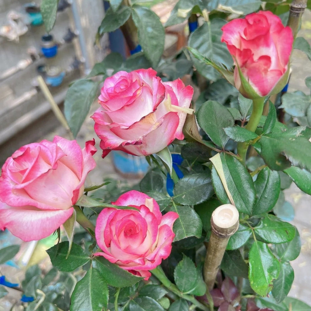 Carrousel Rose