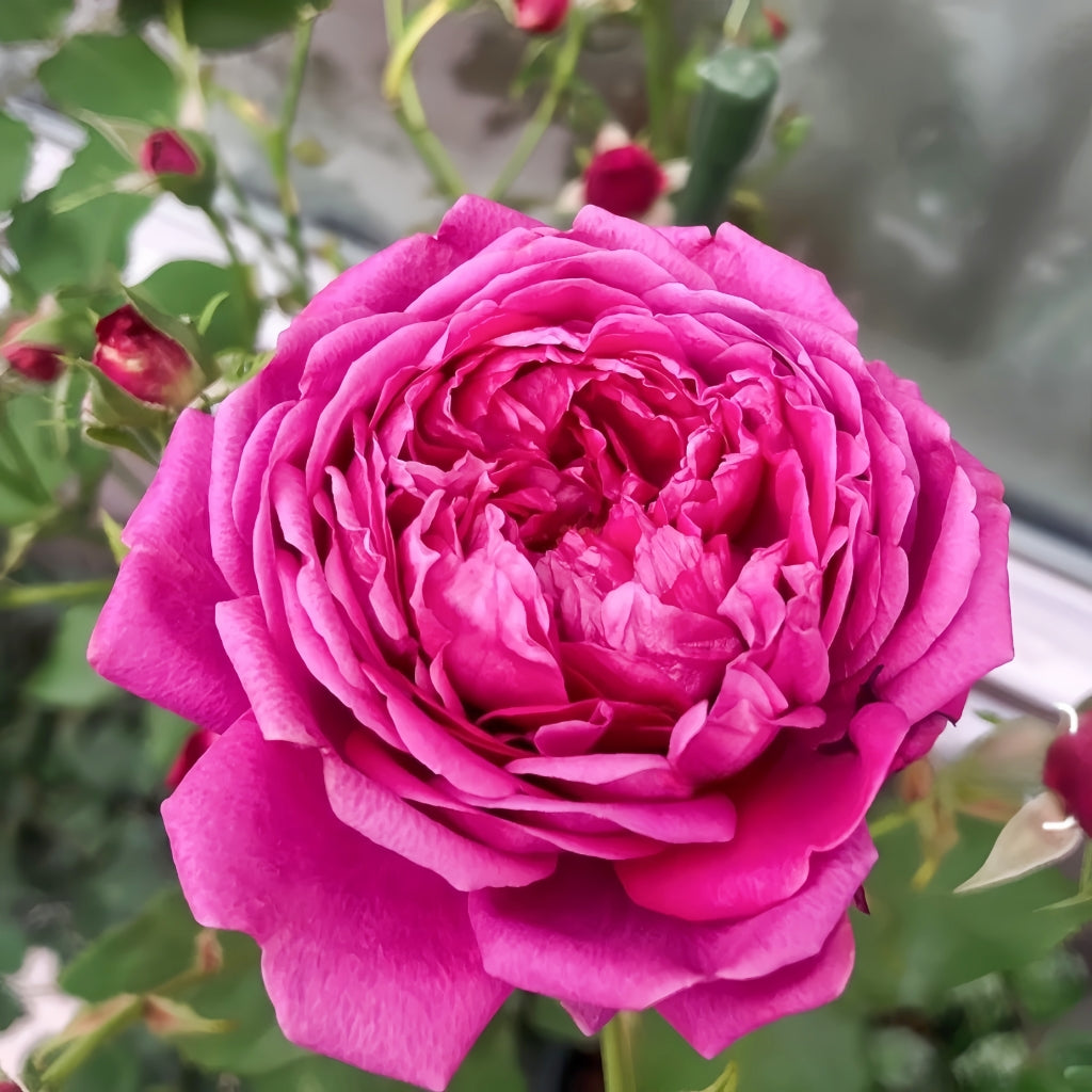 Cartonnage Rose