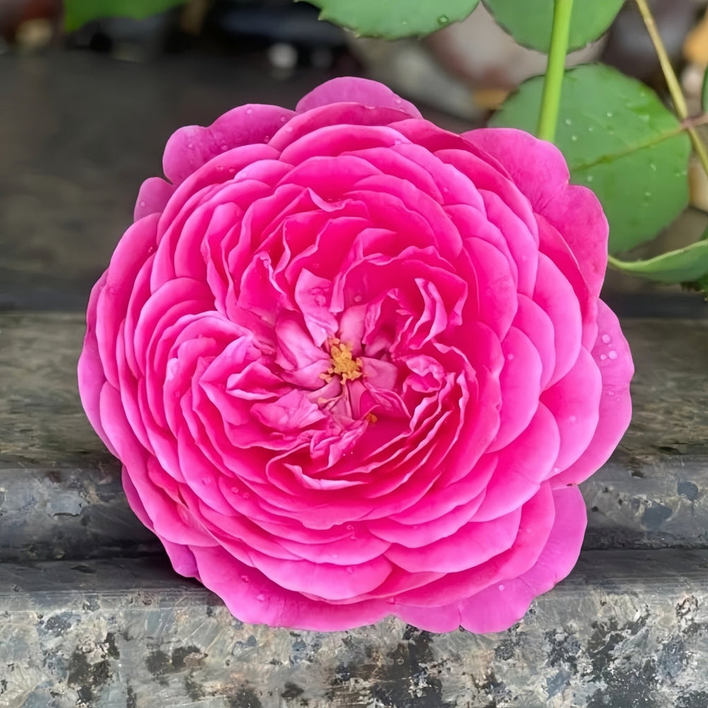 Cartonnage Rose
