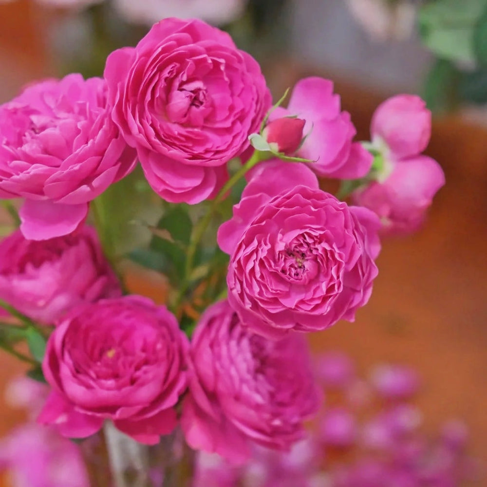 Cartonnage Rose