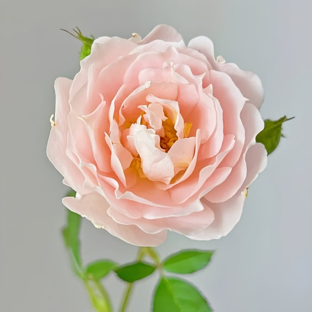 Cefiro Rose