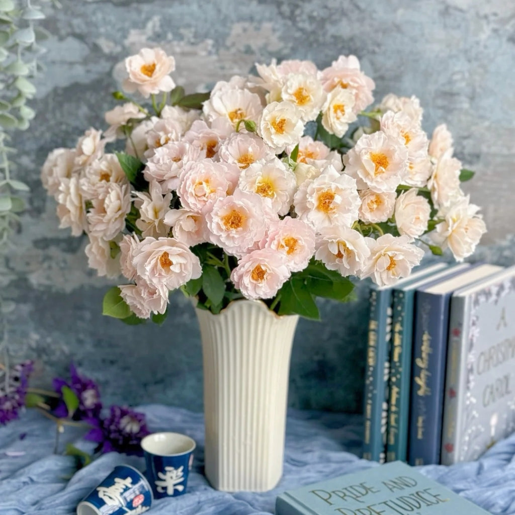 Cefiro Rose